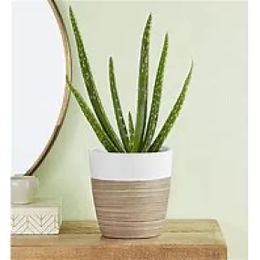 Aloe Vera Qt