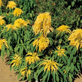 Amaranthus Aurora Seeds