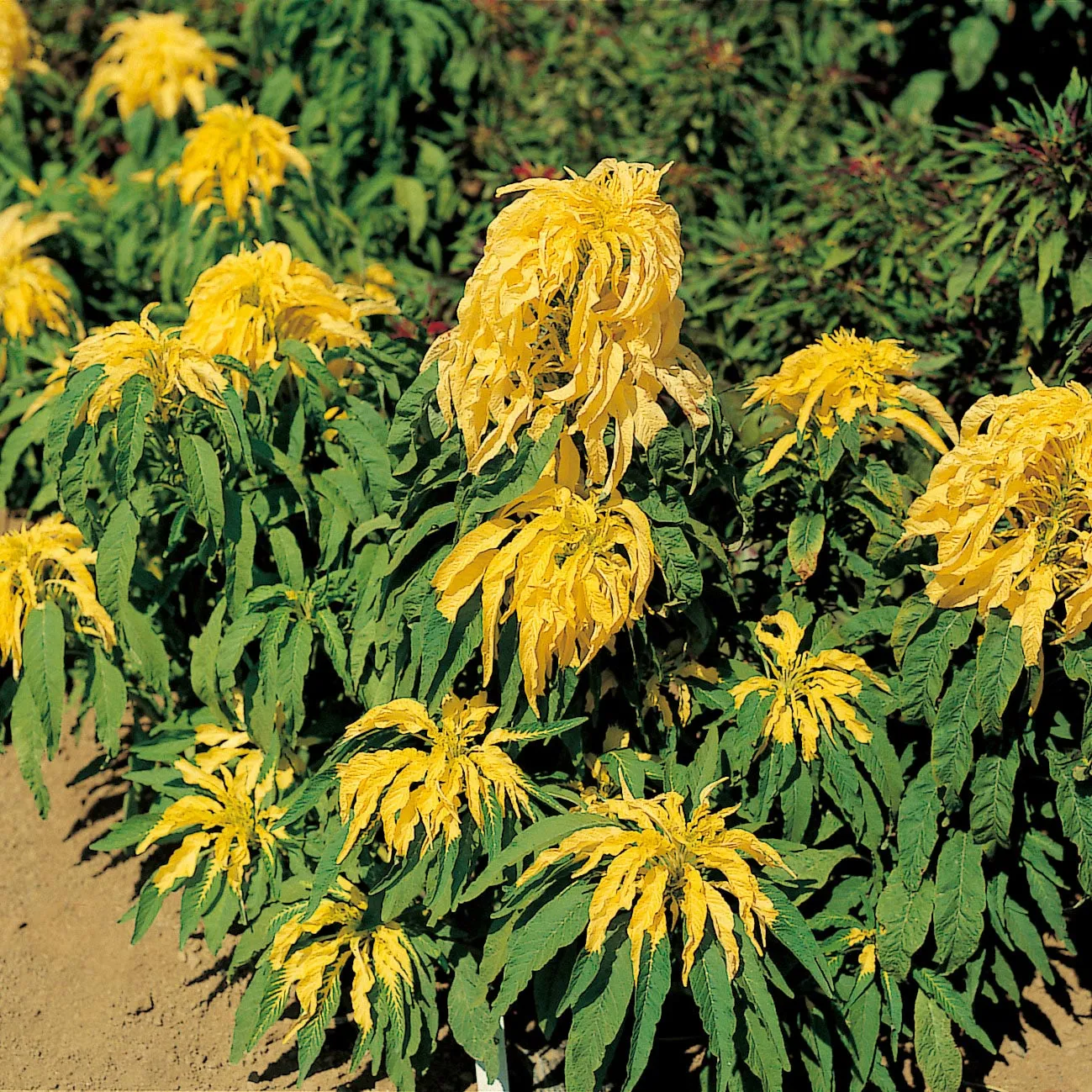 Amaranthus Aurora Seeds
