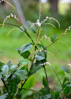 Anamu (Petiveria alliacea)