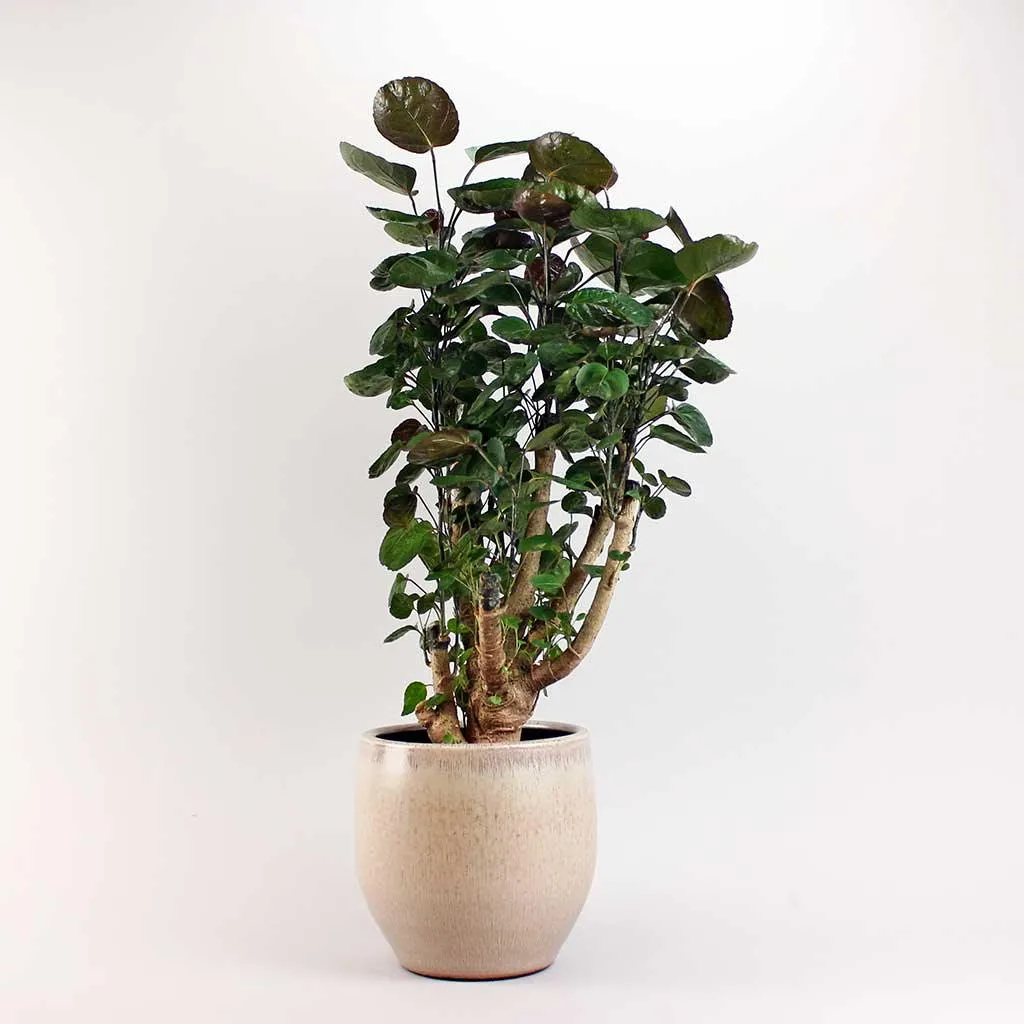 Aralia Fabian | Polyscias scutellaria 'Fabian' 17 cm