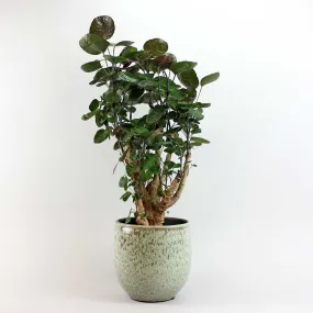 Aralia Fabian | Polyscias scutellaria 'Fabian' 21 cm