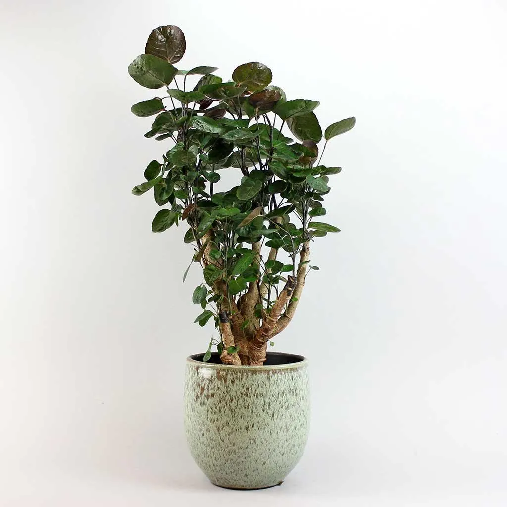 Aralia Fabian | Polyscias scutellaria 'Fabian' 21 cm