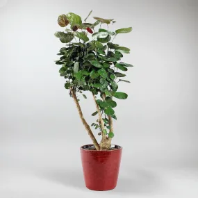 Aralia Fabian | Polyscias scutellaria 'Fabian' 27 cm