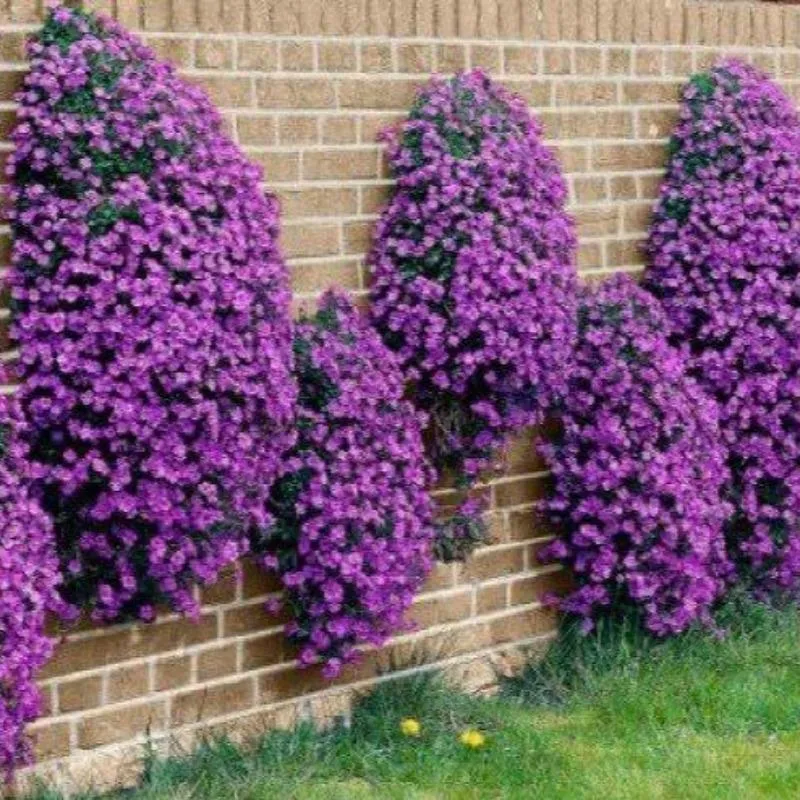 Aubrieta Cascade Purple 200 Seeds - Rock Cress - Ground Cover