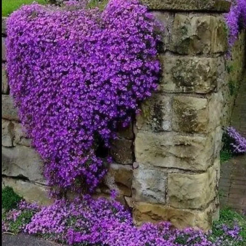 Aubrieta Cascade Purple 200 Seeds - Rock Cress - Ground Cover