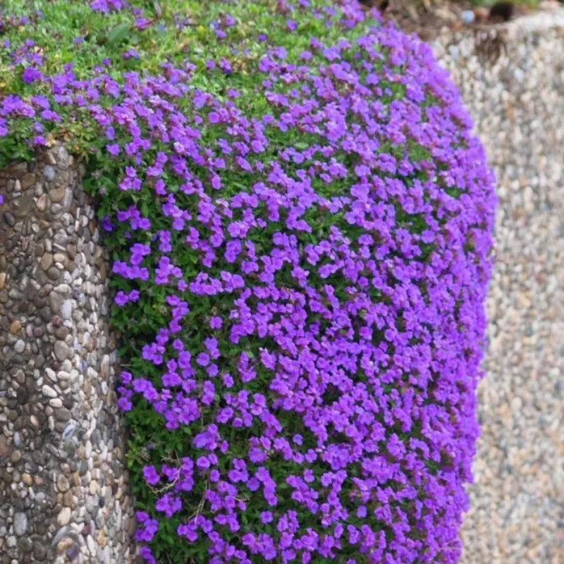 Aubrieta Cascade Purple 200 Seeds - Rock Cress - Ground Cover