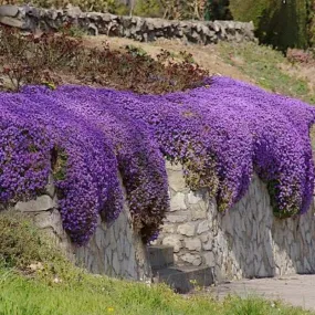 Aubrieta Cascade Purple 200 Seeds - Rock Cress - Ground Cover