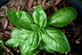 Basil 4"