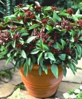 Basil - Siam Queen (Thai) (Seeds)
