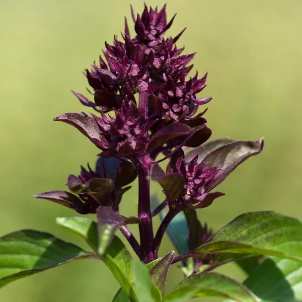 Basil - Siam Queen (Thai) (Seeds)