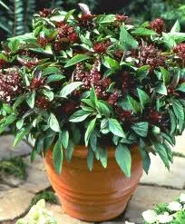 Basil - Siam Queen (Thai) (Seeds)