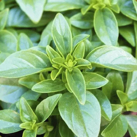 Basil - Spicy Globe (Seeds)