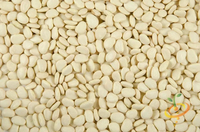 Bean, Lima/Bush - Thorogreen