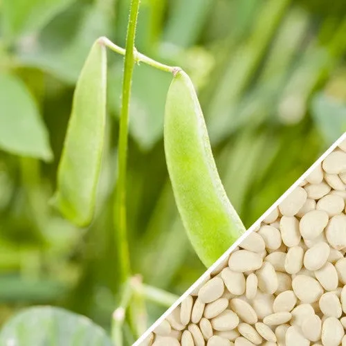 Bean, Lima/Bush - Thorogreen