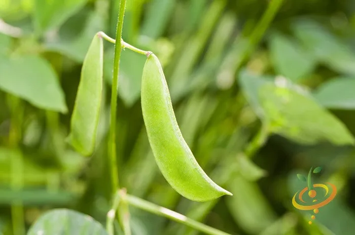 Bean, Lima/Bush - Thorogreen
