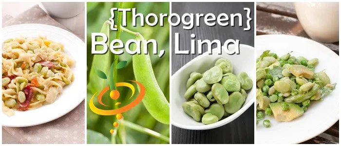Bean, Lima/Bush - Thorogreen
