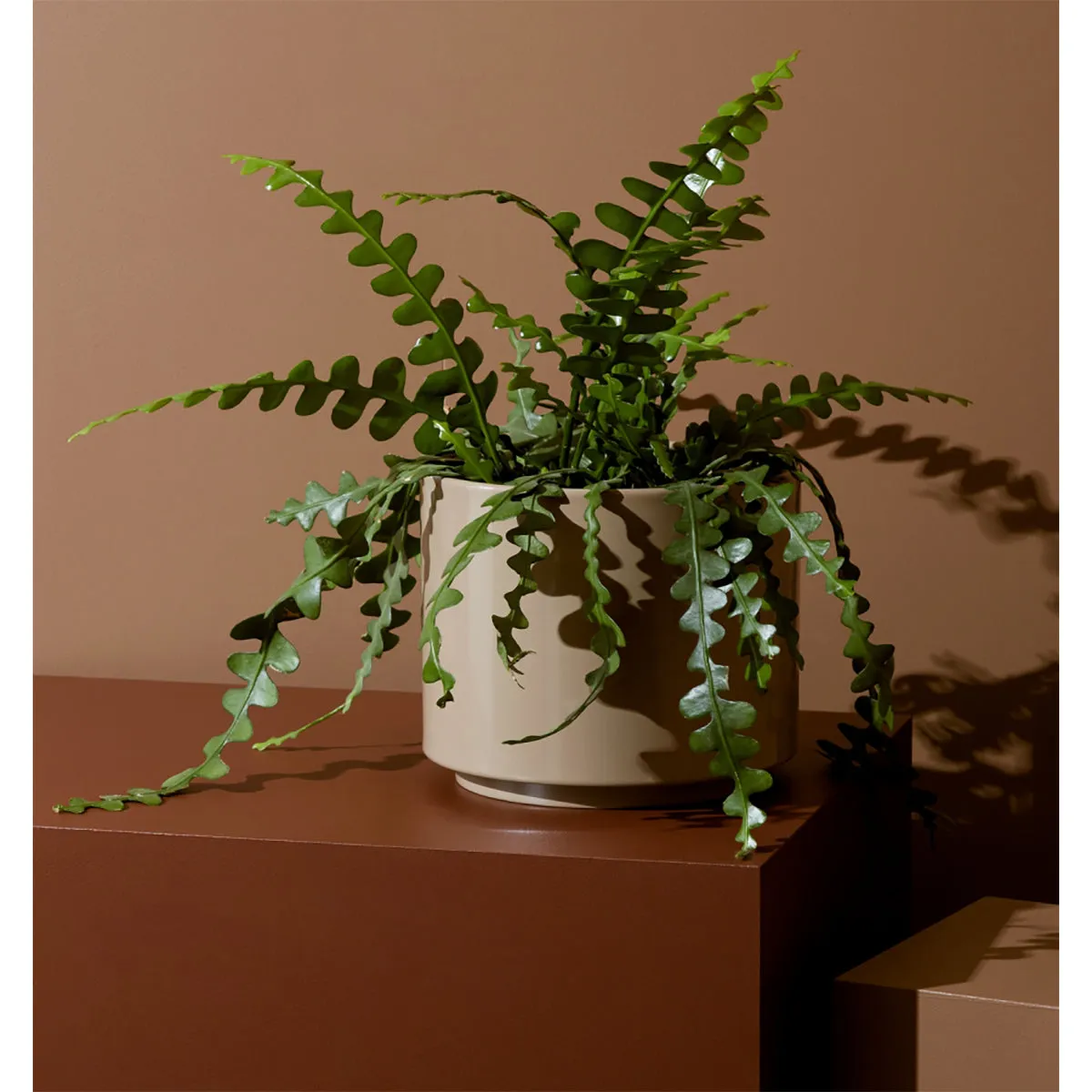 Benny Planter (50cm)