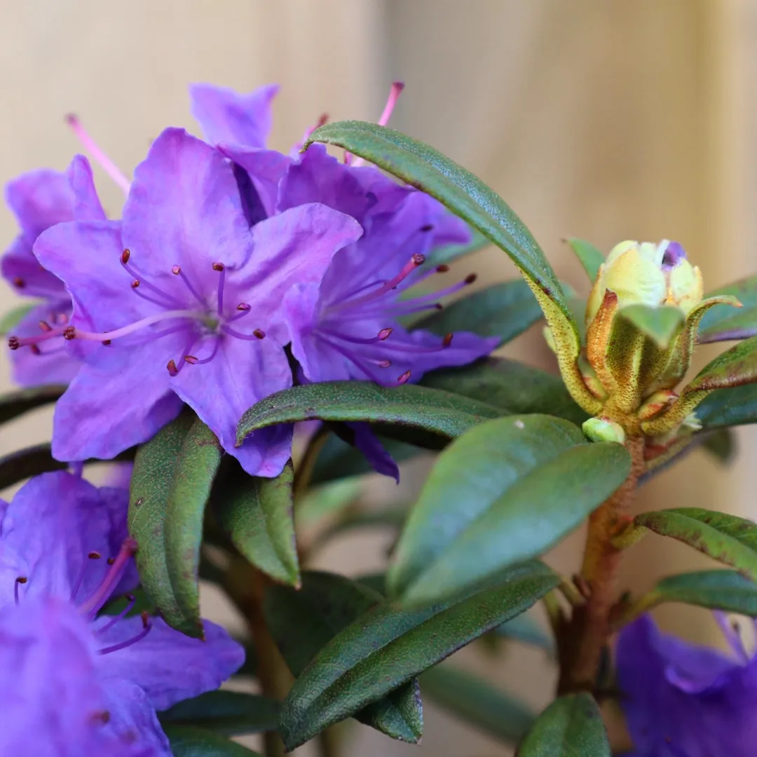Blue Baron Rhododendron
