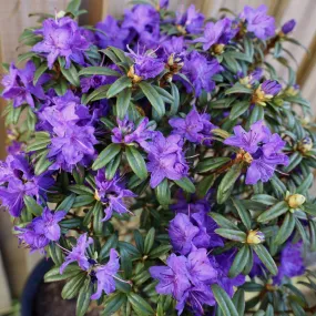 Blue Baron Rhododendron