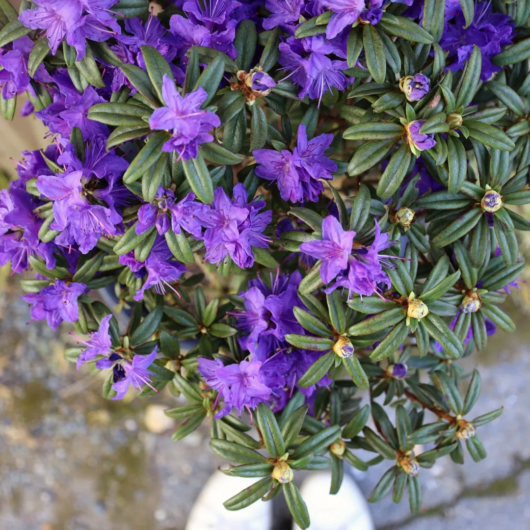 Blue Baron Rhododendron