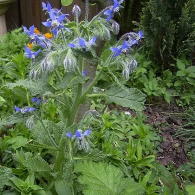Borage (Seeds)