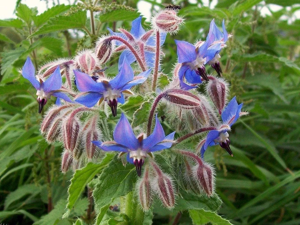 Borage (Seeds)