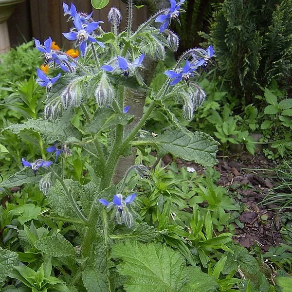 Borage (Seeds)