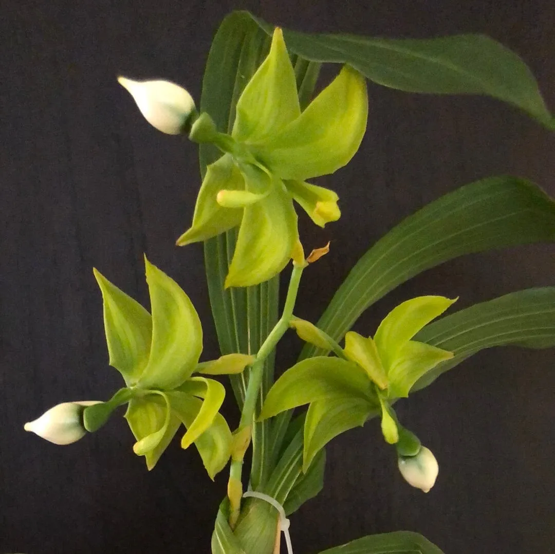 Catasetinae Alliance: Cycnoches lehmannii