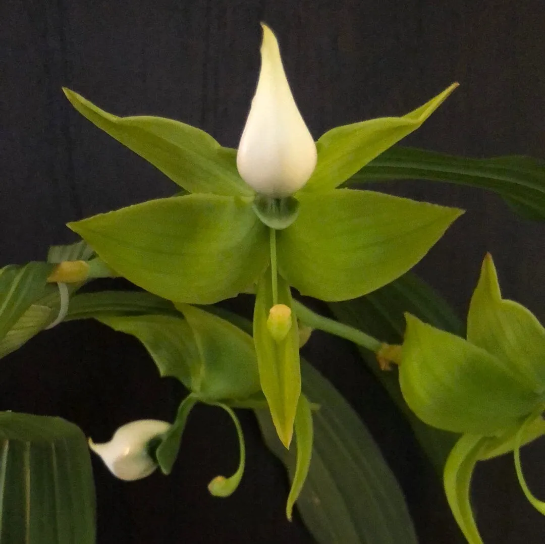 Catasetinae Alliance: Cycnoches lehmannii