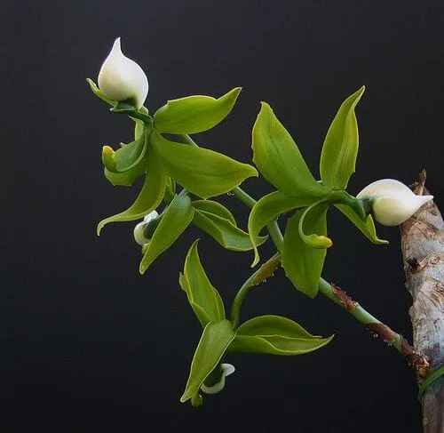 Catasetinae Alliance: Cycnoches lehmannii