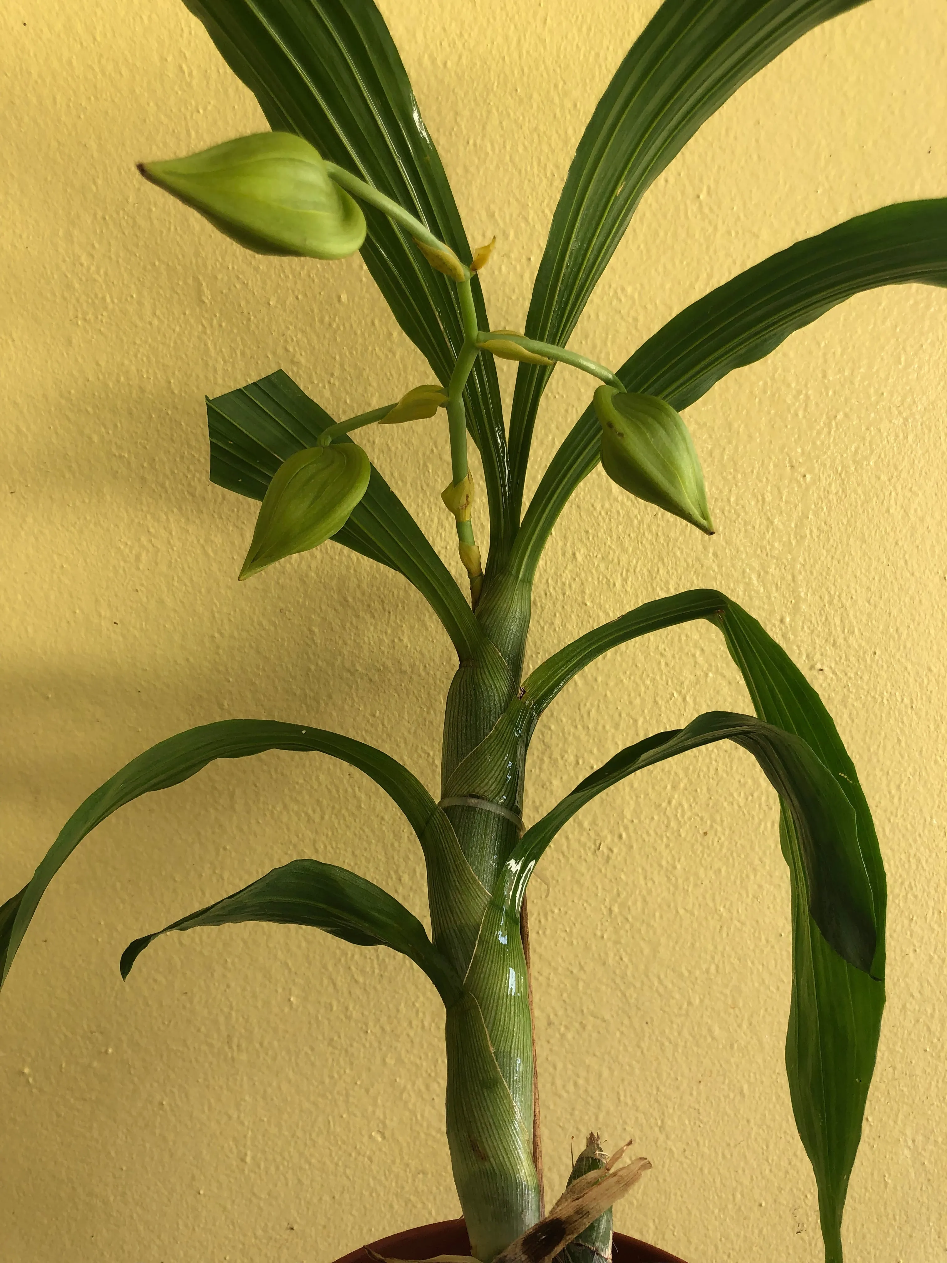 Catasetinae Alliance: Cycnoches lehmannii