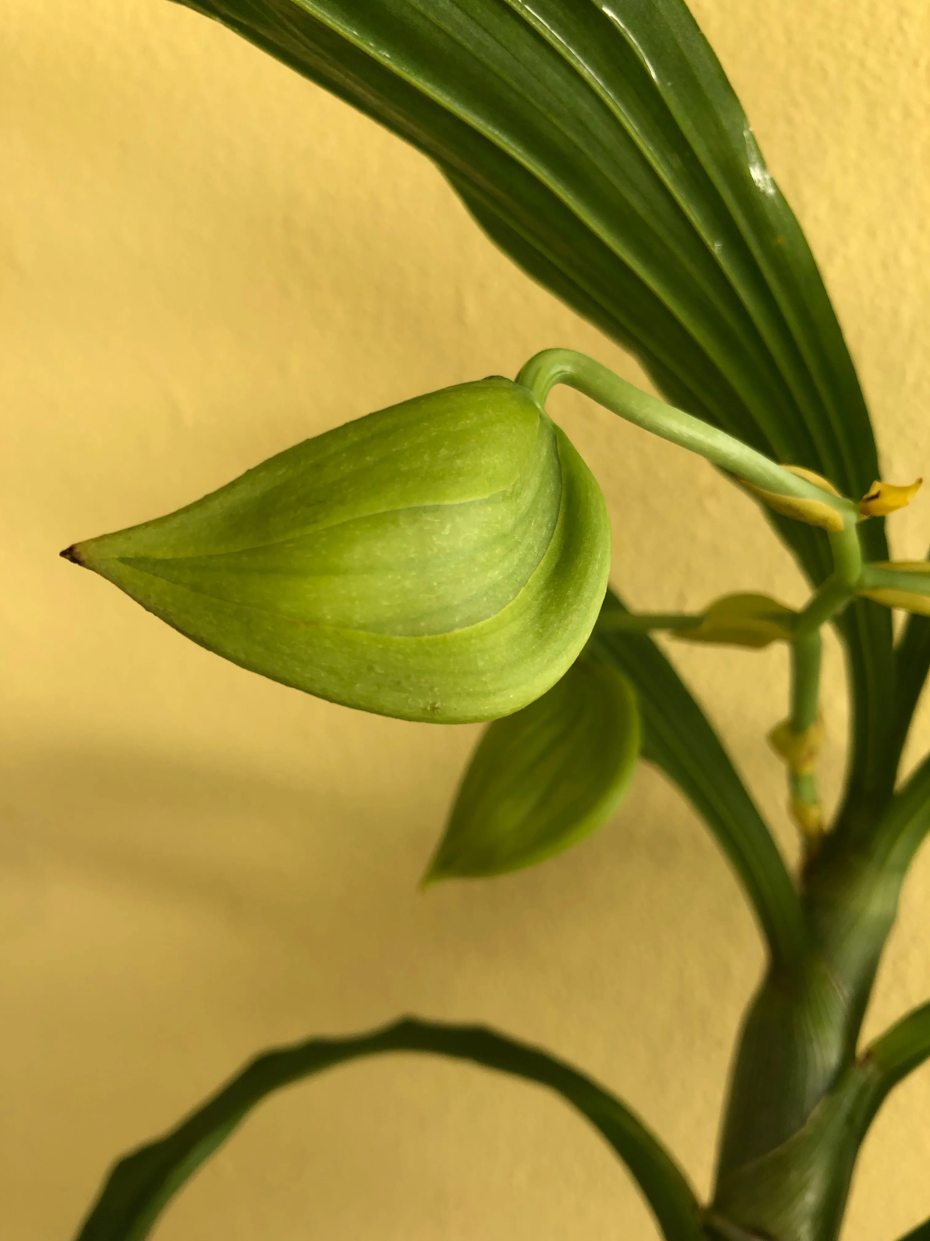 Catasetinae Alliance: Cycnoches lehmannii
