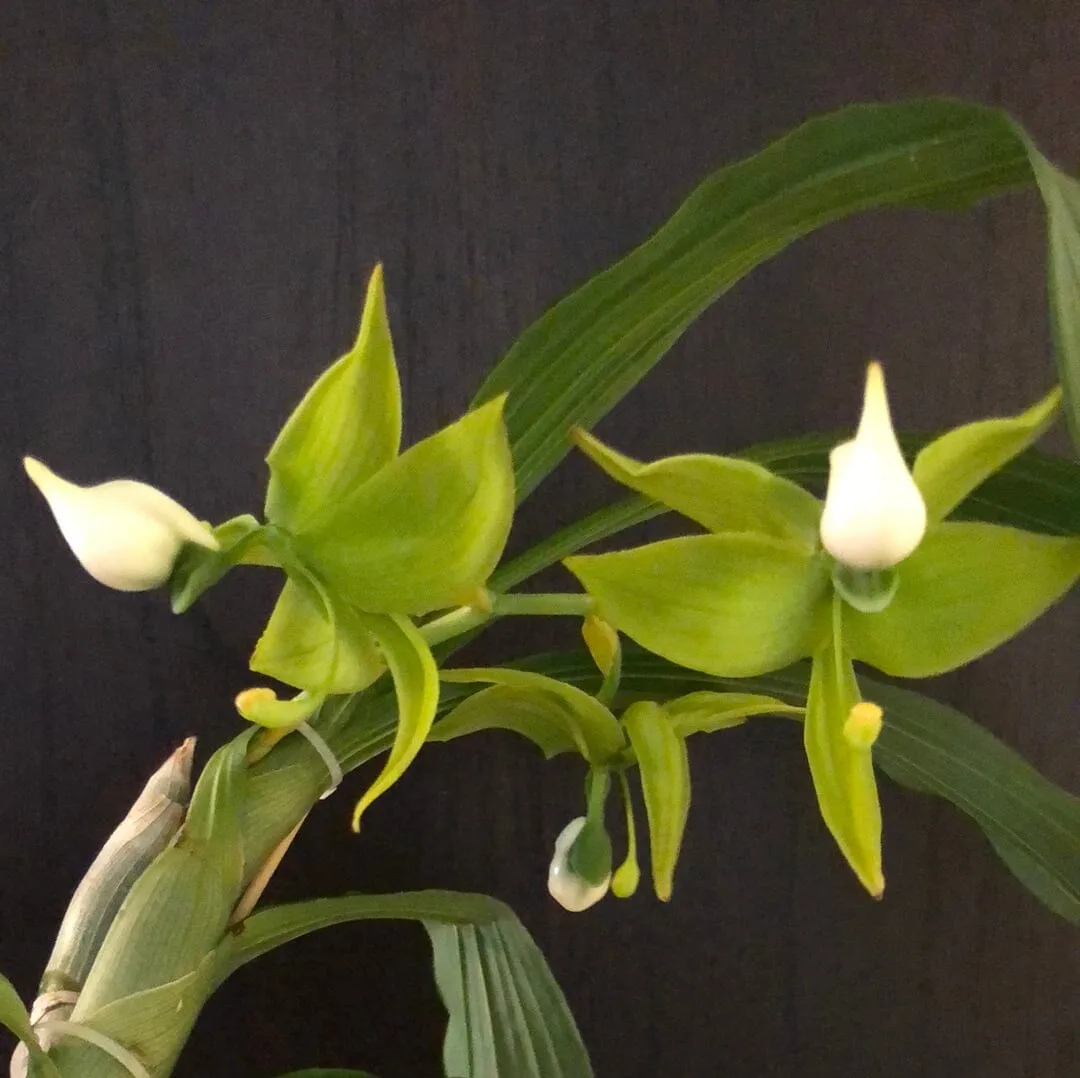 Catasetinae Alliance: Cycnoches lehmannii
