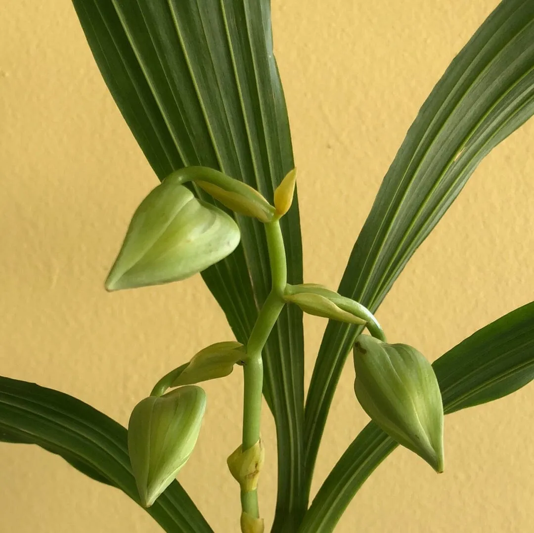 Catasetinae Alliance: Cycnoches lehmannii