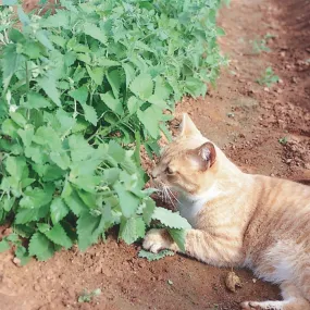 Catnip (Seeds)