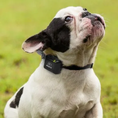 DOGTRA YS300 No Bark Collar- for Small to Medium Dogs