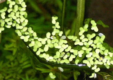 Duckweed