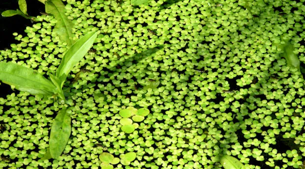 Duckweed