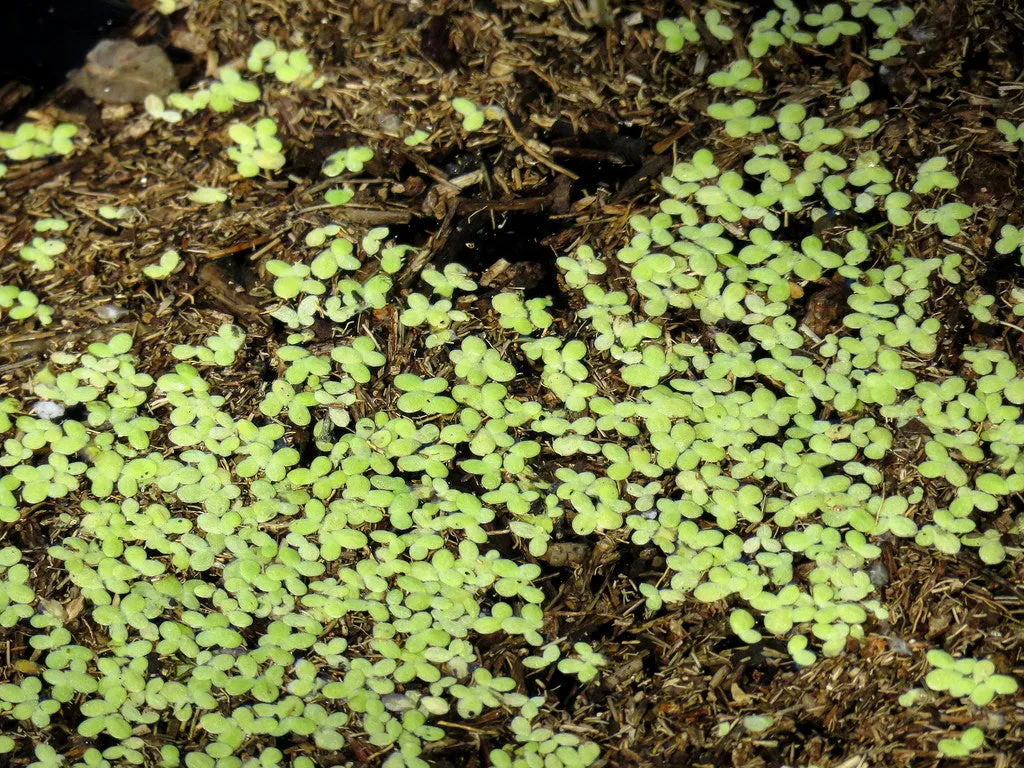 Duckweed