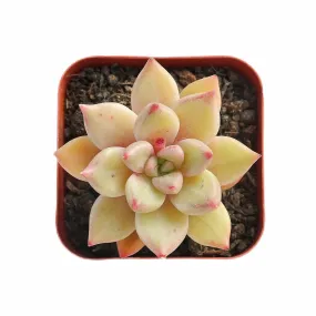 Echeveria Arze (Rare)