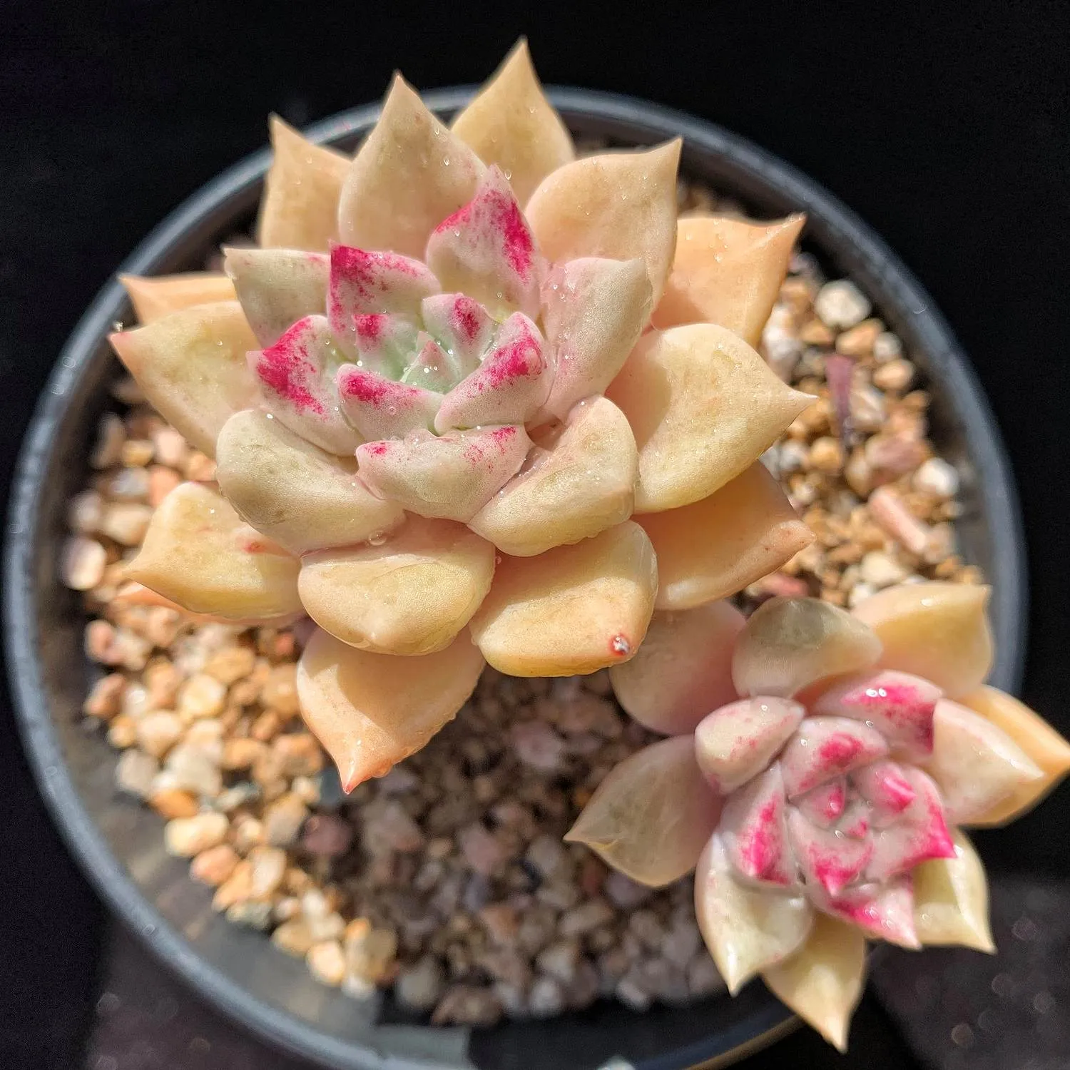 Echeveria Arze (Rare)