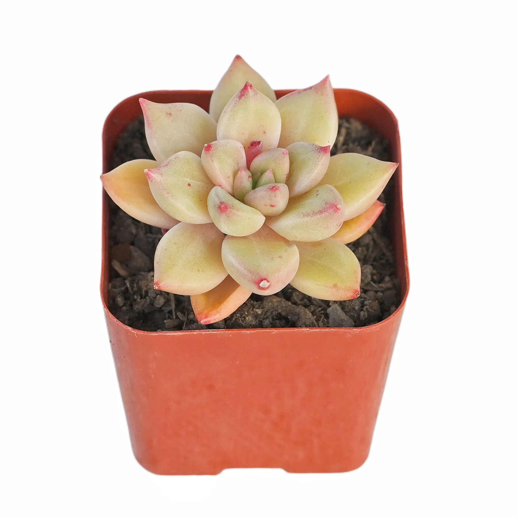 Echeveria Arze (Rare)