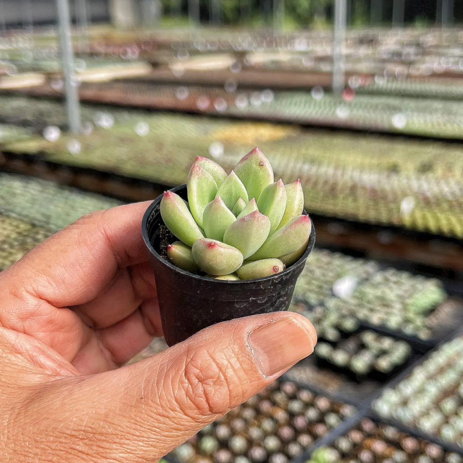 Echeveria Arze (Rare)