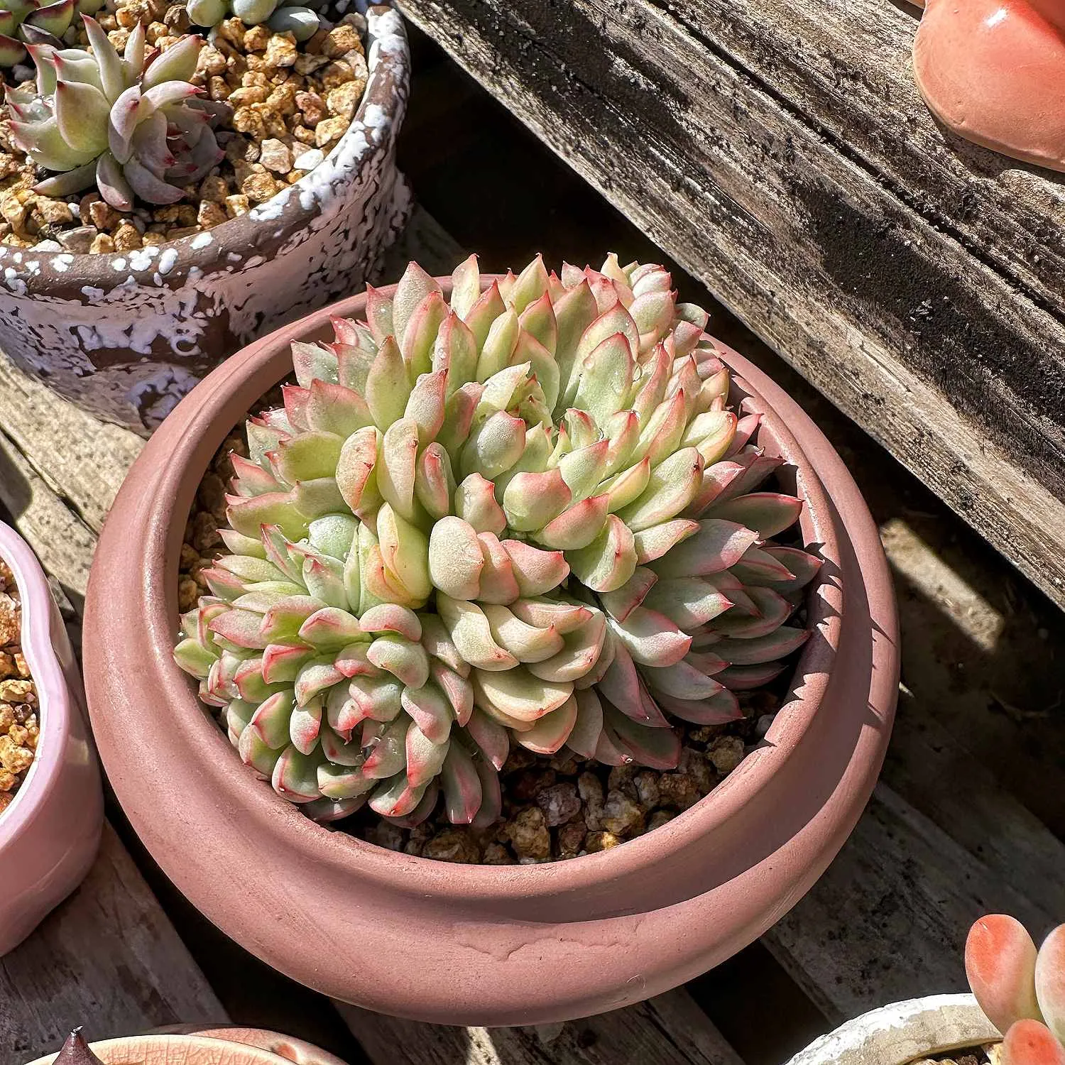 Echeveria Mebina Variegata
