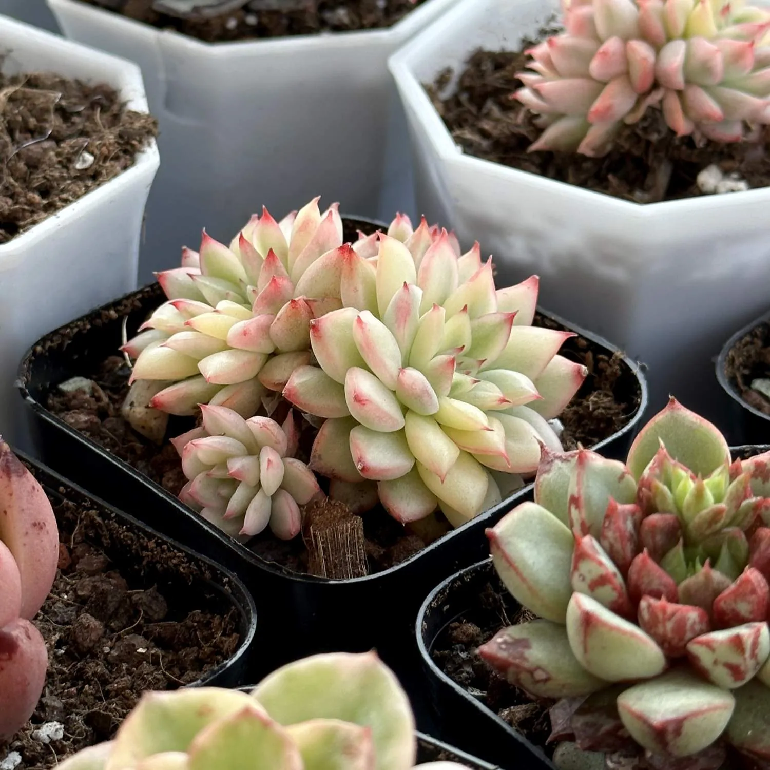Echeveria Mebina Variegata