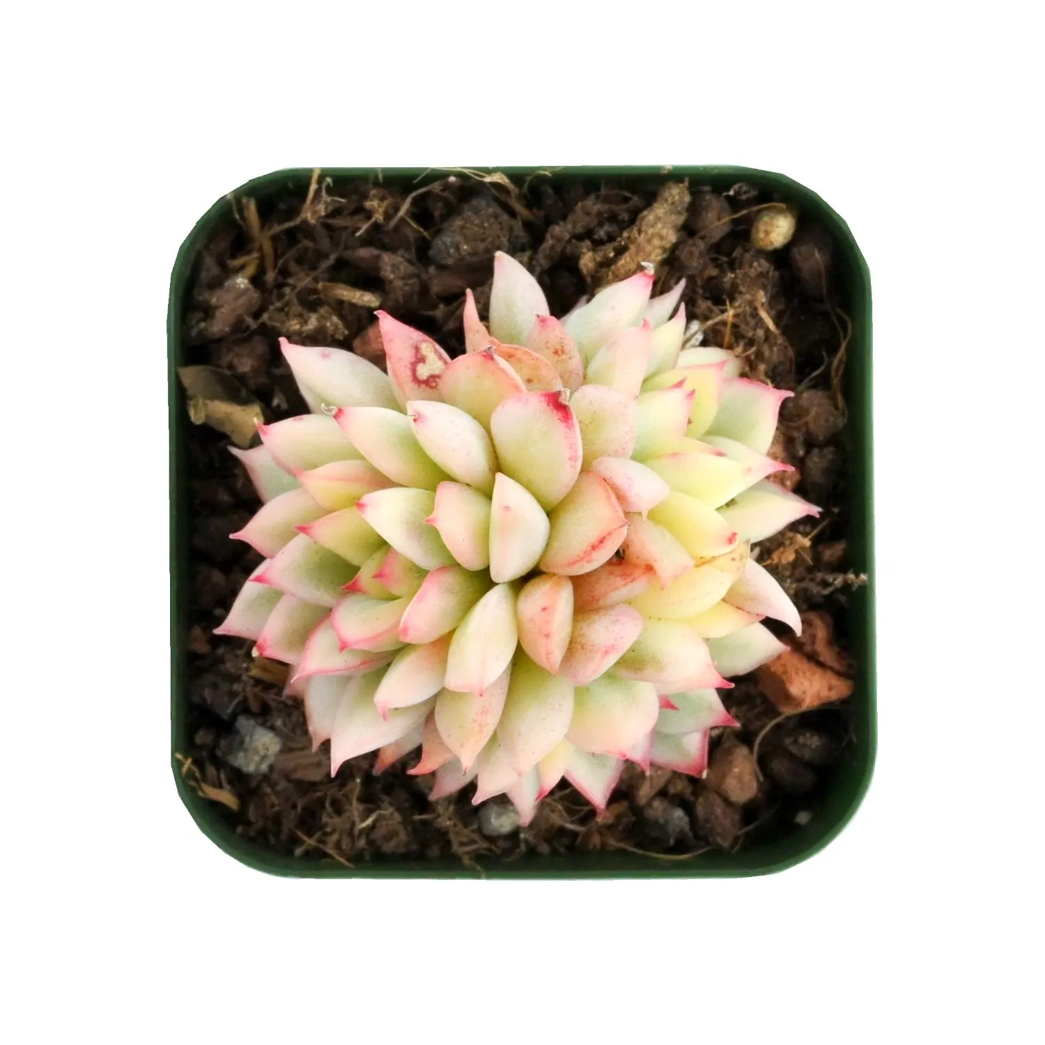 Echeveria Mebina Variegata