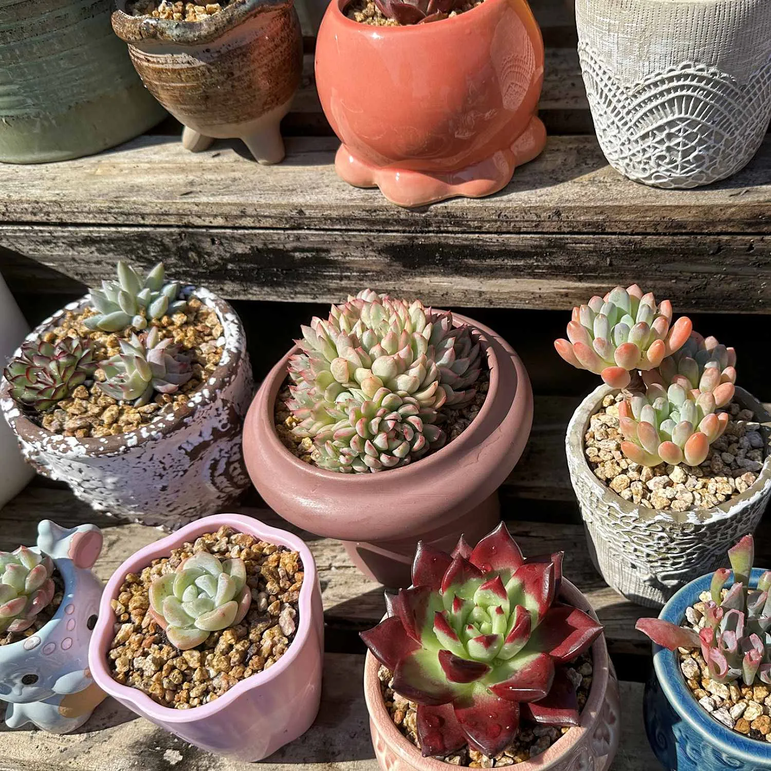Echeveria Mebina Variegata
