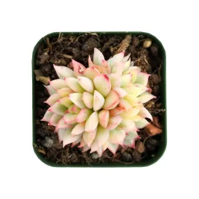 Echeveria Mebina Variegata