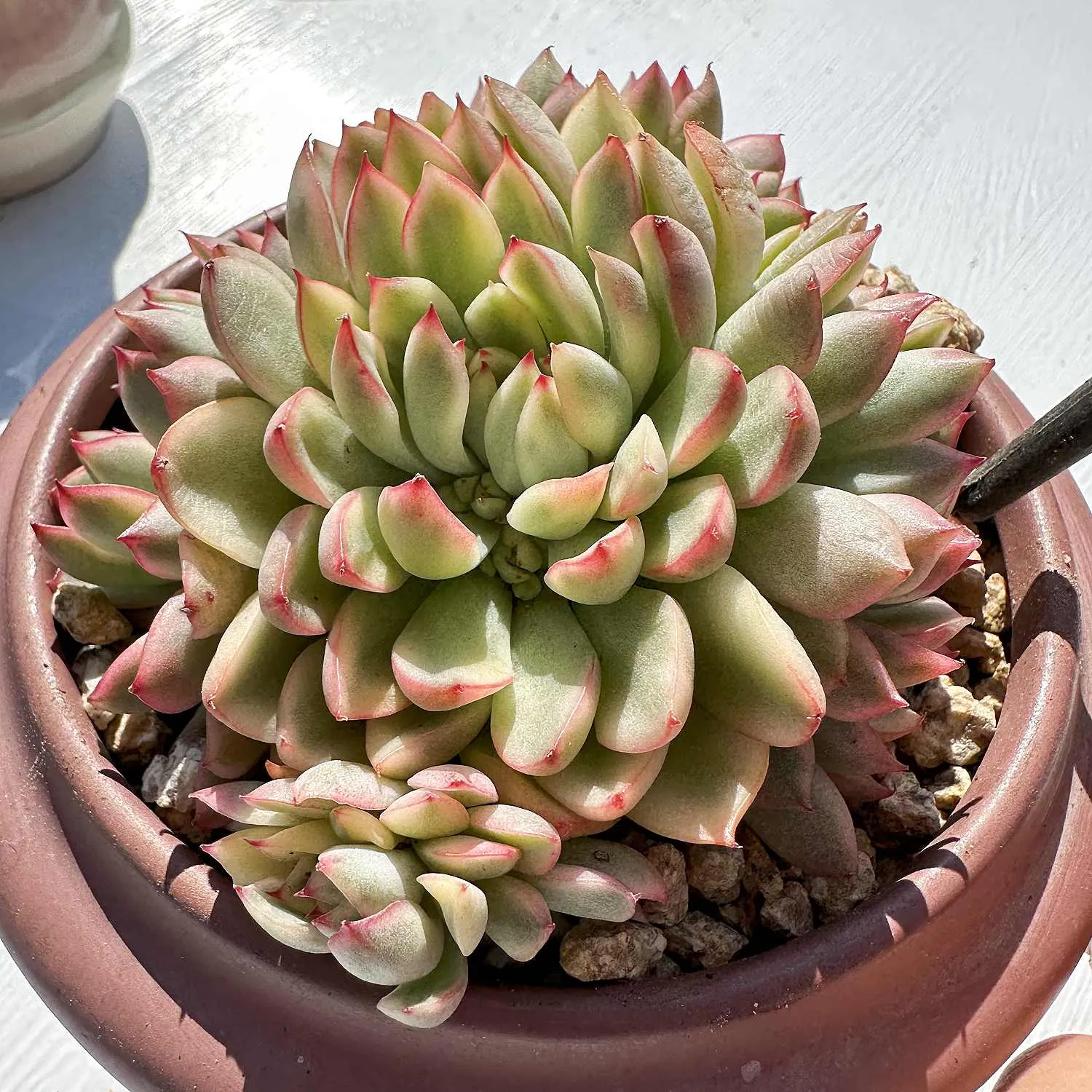 Echeveria Mebina Variegata